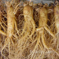 thé de racine de ginseng sauvage